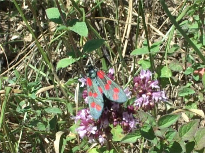 Sechsfleck-Widderchen ( Zygaena filipendulae ) : Kaiserstuhl, 16.07.2006